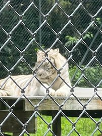 Tiger World photo 6