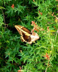 San Marcos Discovery Center photo 6