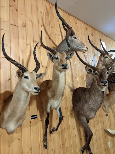 Bolack Museum of Fish and Wildlife photo 3