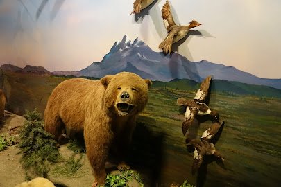 Bolack Museum of Fish and Wildlife photo 4