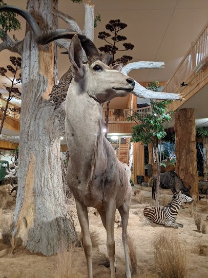 Bolack Museum of Fish and Wildlife photo 5