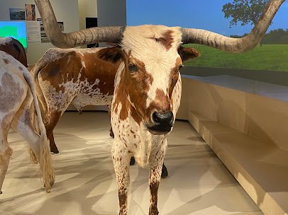 Cattle Raisers Museum photo 4