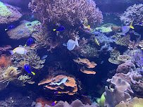 Downtown Aquarium photo 6