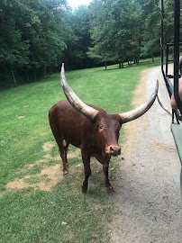 Adirondack Animal Land photo 3