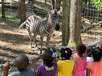 Adirondack Animal Land photo 4