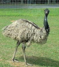 Adirondack Animal Land photo 5