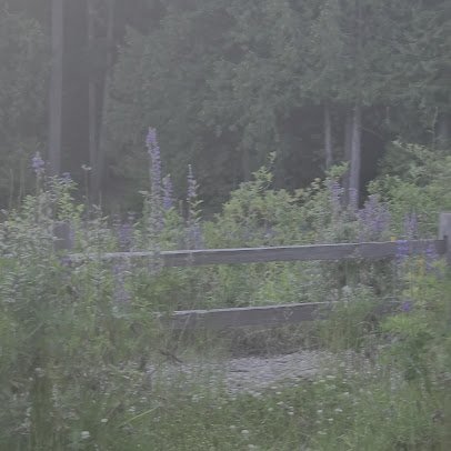 Whispering Firs Stormwater Park - Kitsap County photo 2