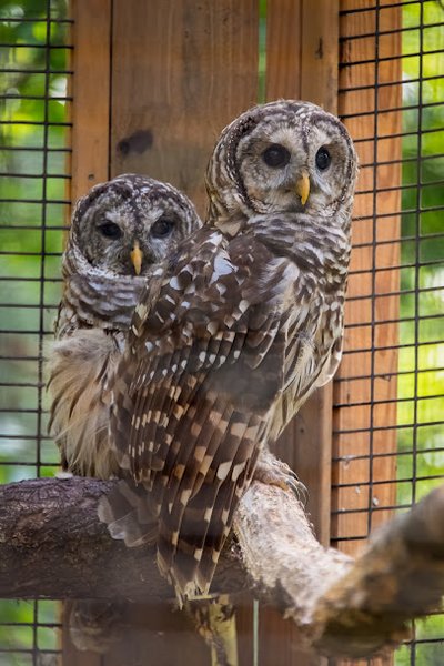 Chattahoochee Nature Center photo 6