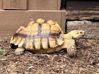 Living Treasures Animal Park photo 5