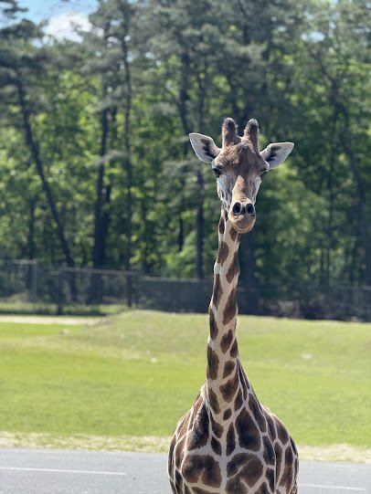 Six Flags Wild Safari