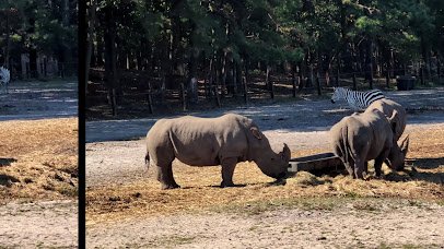 Six Flags Wild Safari photo 2