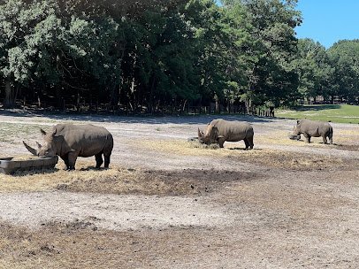 Six Flags Wild Safari photo 3