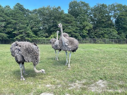 Six Flags Wild Safari photo 4