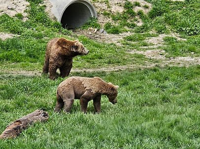 Six Flags Wild Safari photo 5