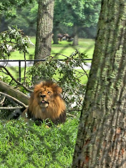 Six Flags Wild Safari photo 6