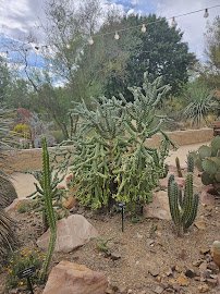 Botanical Garden at the Springs Preserve photo 5