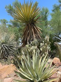 Botanical Garden at the Springs Preserve photo 6