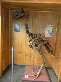 Geological Museum photo 6