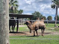Wild Florida Drive-thru Safari Park photo 4