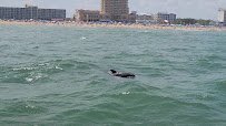 Virginia Aquarium Boat Tours photo 3