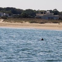 Virginia Aquarium Boat Tours photo 4