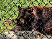 ZooAmerica photo 3