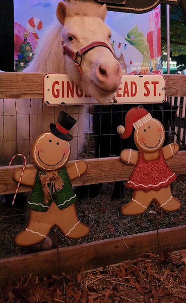 God's Little Critters Petting Zoo and Pony Parties, LLC photo 3