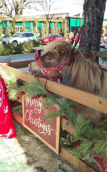 God's Little Critters Petting Zoo and Pony Parties, LLC photo 5