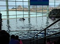 Abbott Oceanarium photo 3