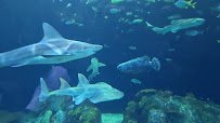 Abbott Oceanarium photo 5