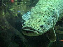 Aquarium photo 4