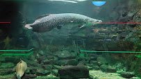 Aquarium photo 5