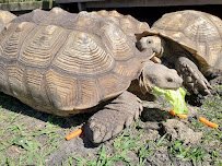 Crocodile Encounter photo 3