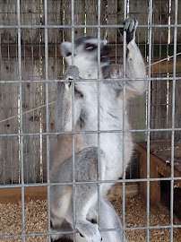 Crocodile Encounter photo 4