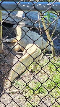 Crocodile Encounter photo 5