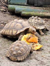 Bee City Zoo & Honey Bee Farm photo 5