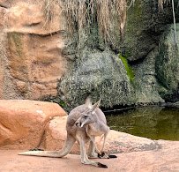 Bee City Zoo & Honey Bee Farm photo 6