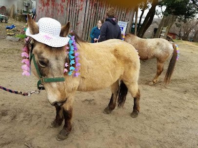 Noah's Ark Petting Zoo & Pony Rides photo 2