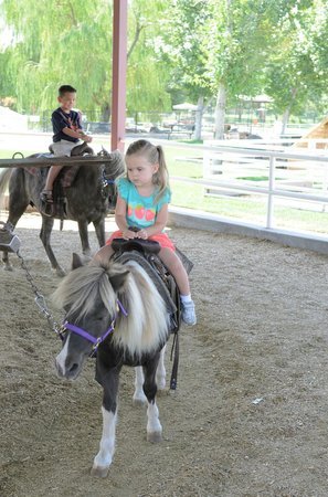 Noah's Ark Petting Zoo & Pony Rides photo 3