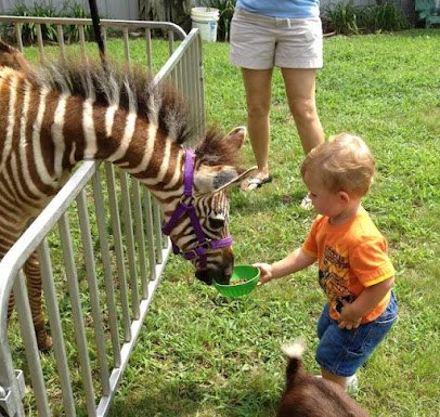 Noah's Ark Petting Zoo & Pony Rides photo 4