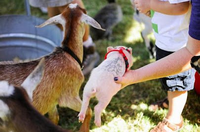 Noah's Ark Petting Zoo & Pony Rides photo 5