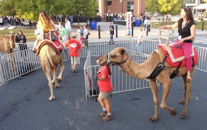 Noah's Ark Petting Zoo & Pony Rides photo 6