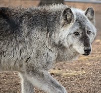 Colorado Wolf and Wildlife Center