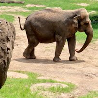 Elephant Trails