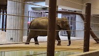Elephant Trails photo 2