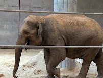 Elephant Trails photo 3