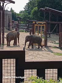 Elephant Trails photo 5
