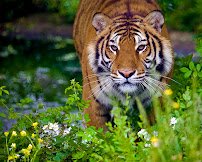 Chestatee Wildlife Preserve & Zoo