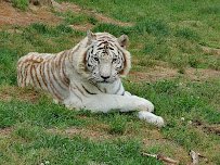 Chestatee Wildlife Preserve & Zoo photo 4