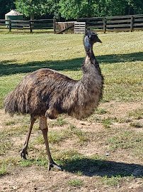Chestatee Wildlife Preserve & Zoo photo 6